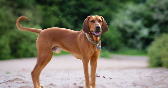 "Vibrant Redbone Coonhound dog with a determined gaze, showcasing the breed's energy and loyalty as excellent hunting companions and beloved family pets."