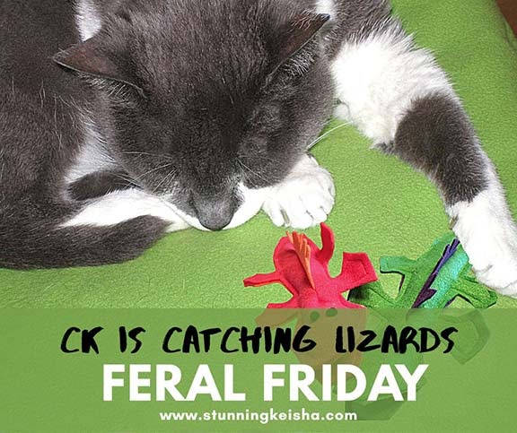 Feral Friday: CK is Catching Lizards #giveaway