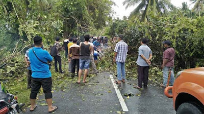 Pohon Besar Tumbang di Ulakan, Akses Transportasi Terhambat