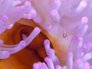 juvenile anemonefish (13)