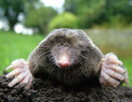 800px-Close-up_of_mole