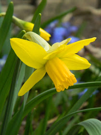 Narcissus Jetfire daffodils at Toronto Botanical Garden by garden muses-not another Toronto gardening blog