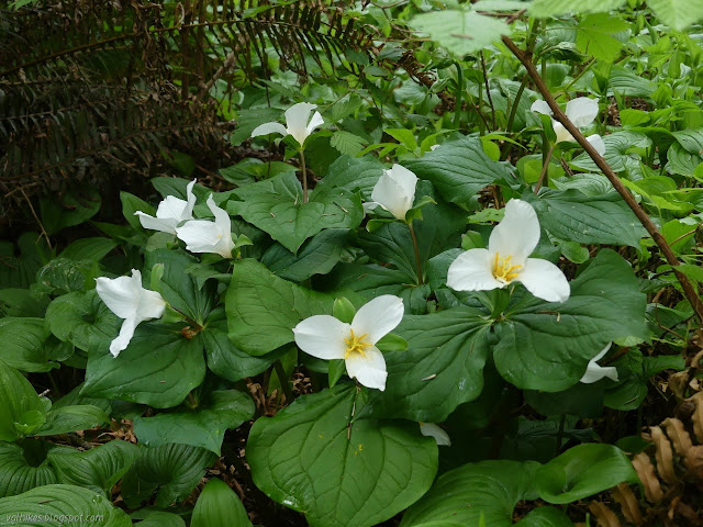 thick patch of big white flowers