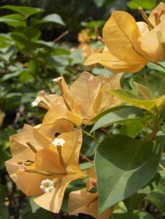 Bougainvillea sp Pustaka Flora Database Tanaman Landscape