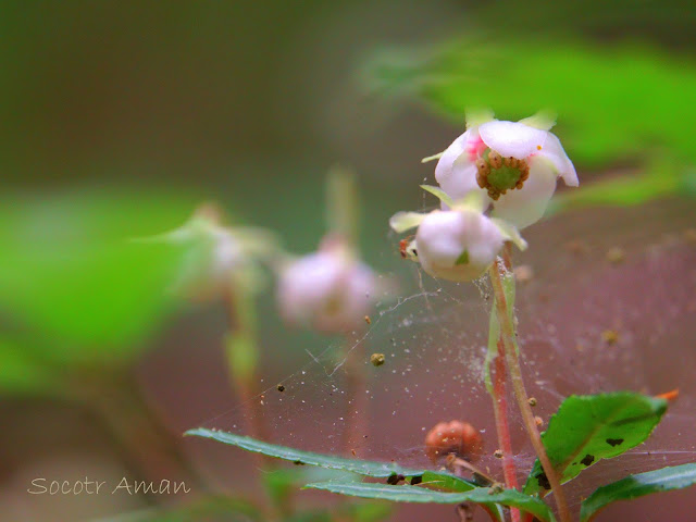 Chimaphila japonica