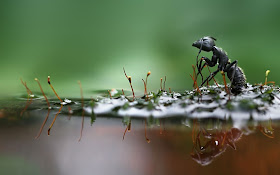 Macro photographs of snails and insects by Vadim trunov, macro photographs, black ant