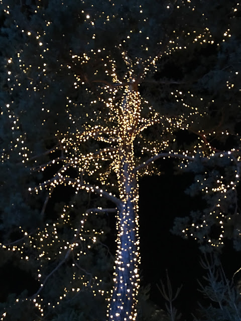 illuminated tree