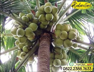 Bibit Kelapa Wulung, Bibit Kelapa Gading, Bibit Kelapa Hijau, Bibit Kelapa Unggul, Bibit Kelapa Kopyor Genjah, Bibit Kelapa Kopyor Hibrida Unggul