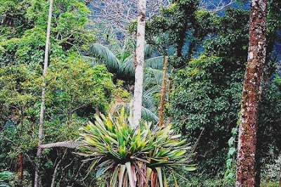 Floresta Nacional da Mata Grande em Goiás