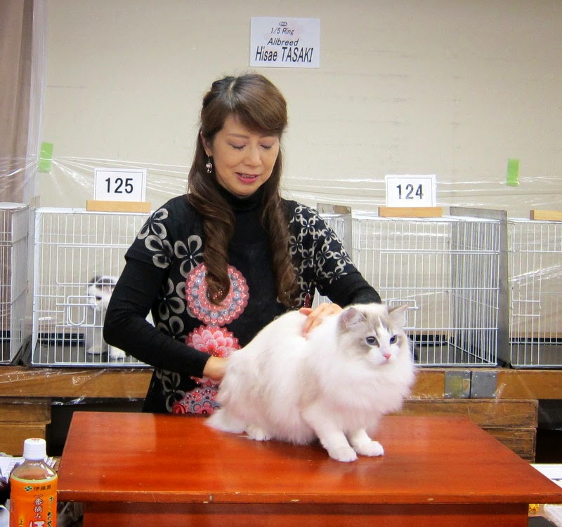 Ragdoll Cattery Fuzzjp 前期最後のticaキャットショーの猫ちゃんたち