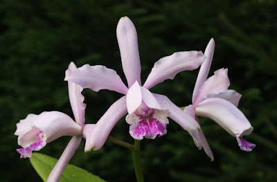 Cattleya × dolosa orchid plant care and culture