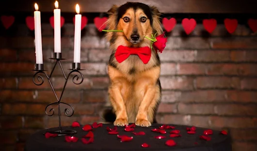 15 Valentine's Day Gifts for Dogs & Dog Lovers | Australian Dog Lover