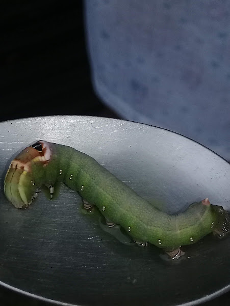 identificação de insetos, lagarta, borboleta, mariposa, planta suculenta, larva de borboleta, natureza, plantas tóxicas, insetos polinizadores, preservação do meio ambiente, fauna e flora, biodiversidade, Naturesa em fatos e fotos.