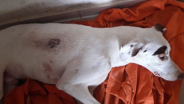 Cachorro é atingido com tiro de espingarda de pressão no Bairro Bananal