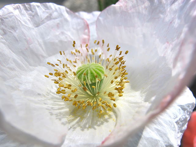 de mooiste foto's uit mijn tuintjes - juli 2014