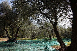 Contraffazione olio extravergine d'oliva. Foto raccolta Sabina