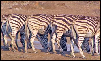 pictures of zebra