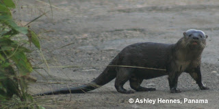 mustelidae lobito de rio Lontra longicaudus