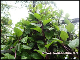 alugbati, alugbate, Malabar spinach, Malabar nightshade, phooi leaf, red vine spinach, creeping spinach, climbing spinach, Basella alba, rubra, vine, vegetables