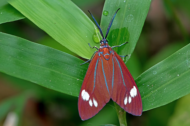 Cyclosia papilionaris the Drury's Jewel moth