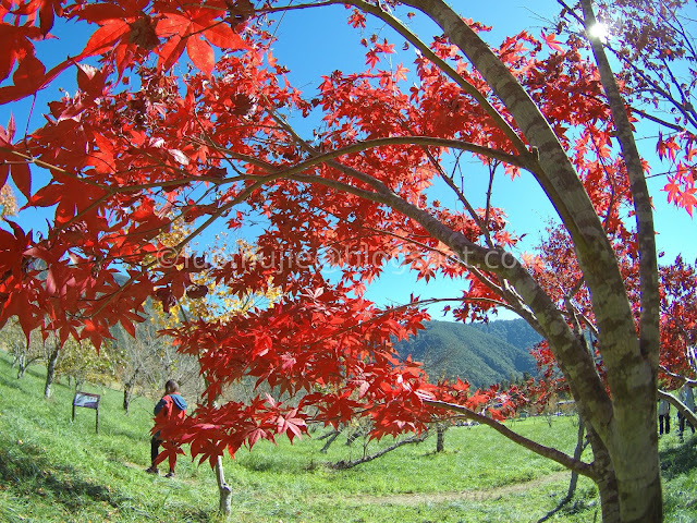 Wuling Farm maple autumn foliage