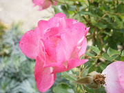 Rose Rose dans un Jardin Public (plante fleur jardin flower garden photo hd rose rose iii)