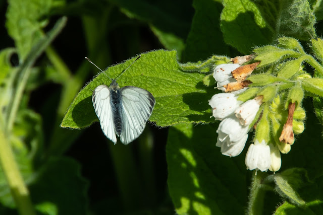 Possible first brood male Green Veined White butterfly