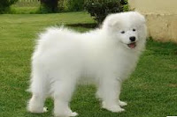 Samoyedo