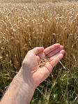 Wheatberries