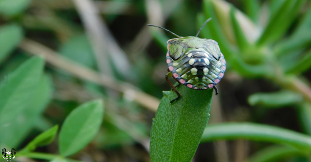 ミナミアオカメムシ(南青亀虫) Nezara viridula
