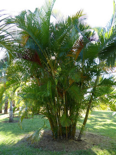 Dypsis lutescens - Chrysalidocarpus lutescens - Palmier d'arec - Palmier multipliant 