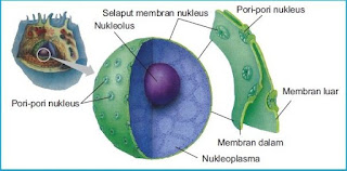  Berikut ini kita akan mengulas wacana sel Pengertian, Persamaan dan Fungsi Bagian-Bagian Membran Sel, Sitoplasma dan Orggual Sel pada Sel Tumbuhan dan Hewan 