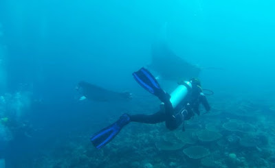 Bucear con Mantas Gigantes en las Maldivas, submarinismo en Dhigurah.