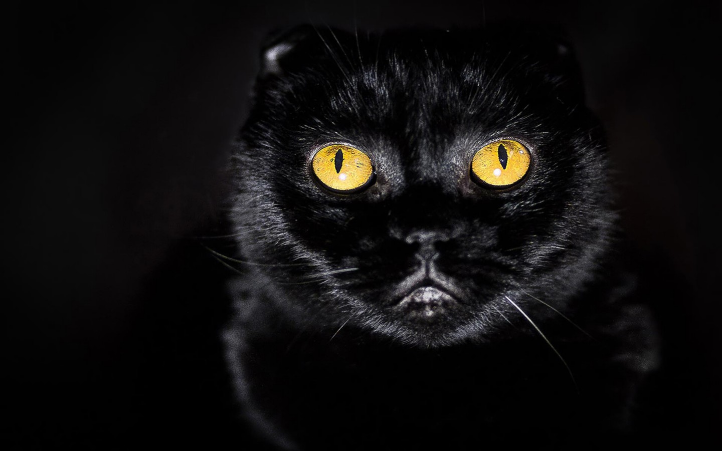 11 Kepercayaan Tentang Kucing  Hitam  Di Dunia Hal Aneh 