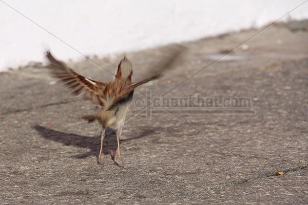 Sparrow