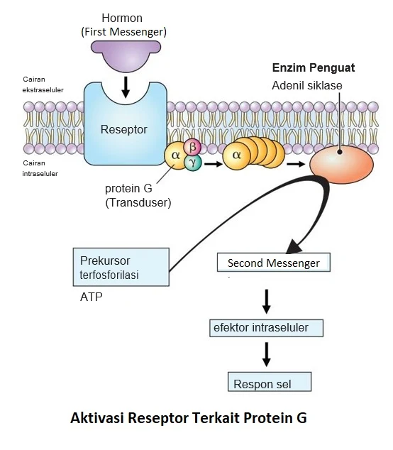 Aktivasi Reseptor Protein G