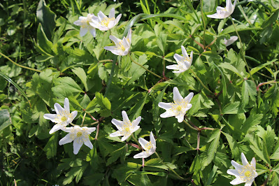 Bosanemoon - Boskanemoan - Anemone nemorosa