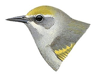 Belize birds