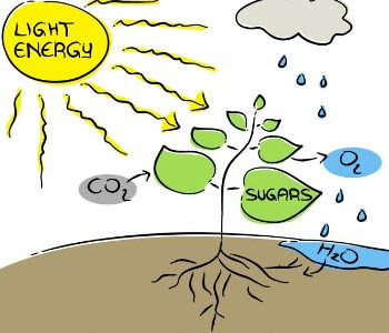 Contoh Explanation Text Photosynthesis Process Teks Dalam Bahasa ...