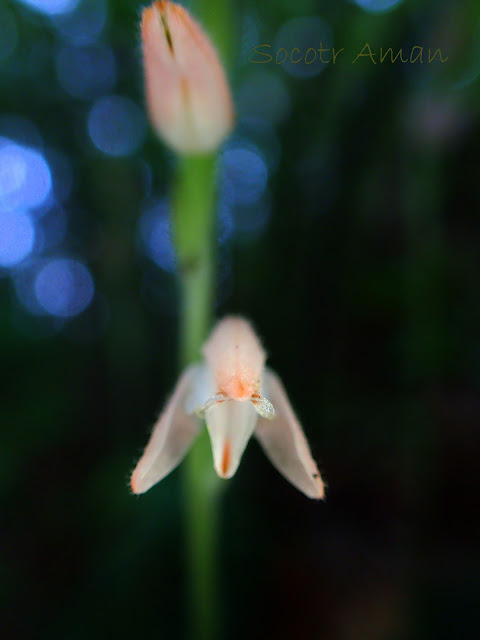 Goodyera schlechtendaliana