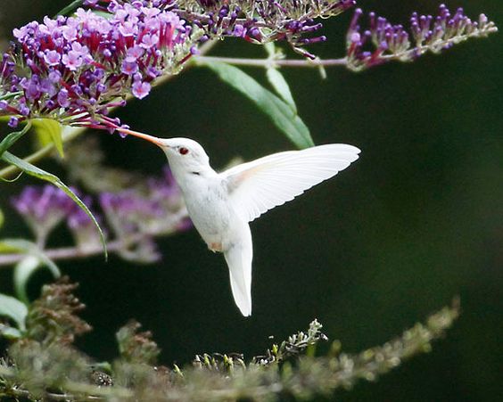 BEIJA-FLOR-DO-PESCOÇO-VERMELHO ALBINO - Um espécime de extrema raridade 