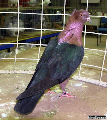 Archangel Pigeon Gimpel