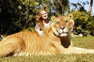 liger picture