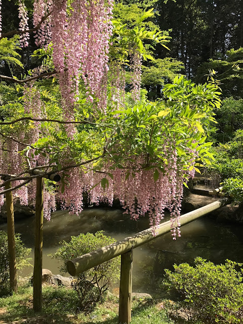 萬葉植物園, 紫藤花