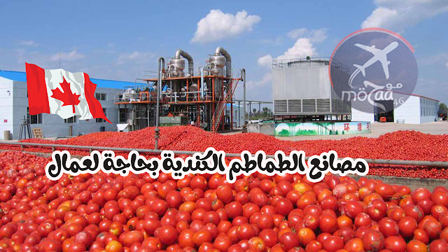 شركة كندية للطماطم تبحث عن عمال اجانب وتوفر عقود عمل lmia