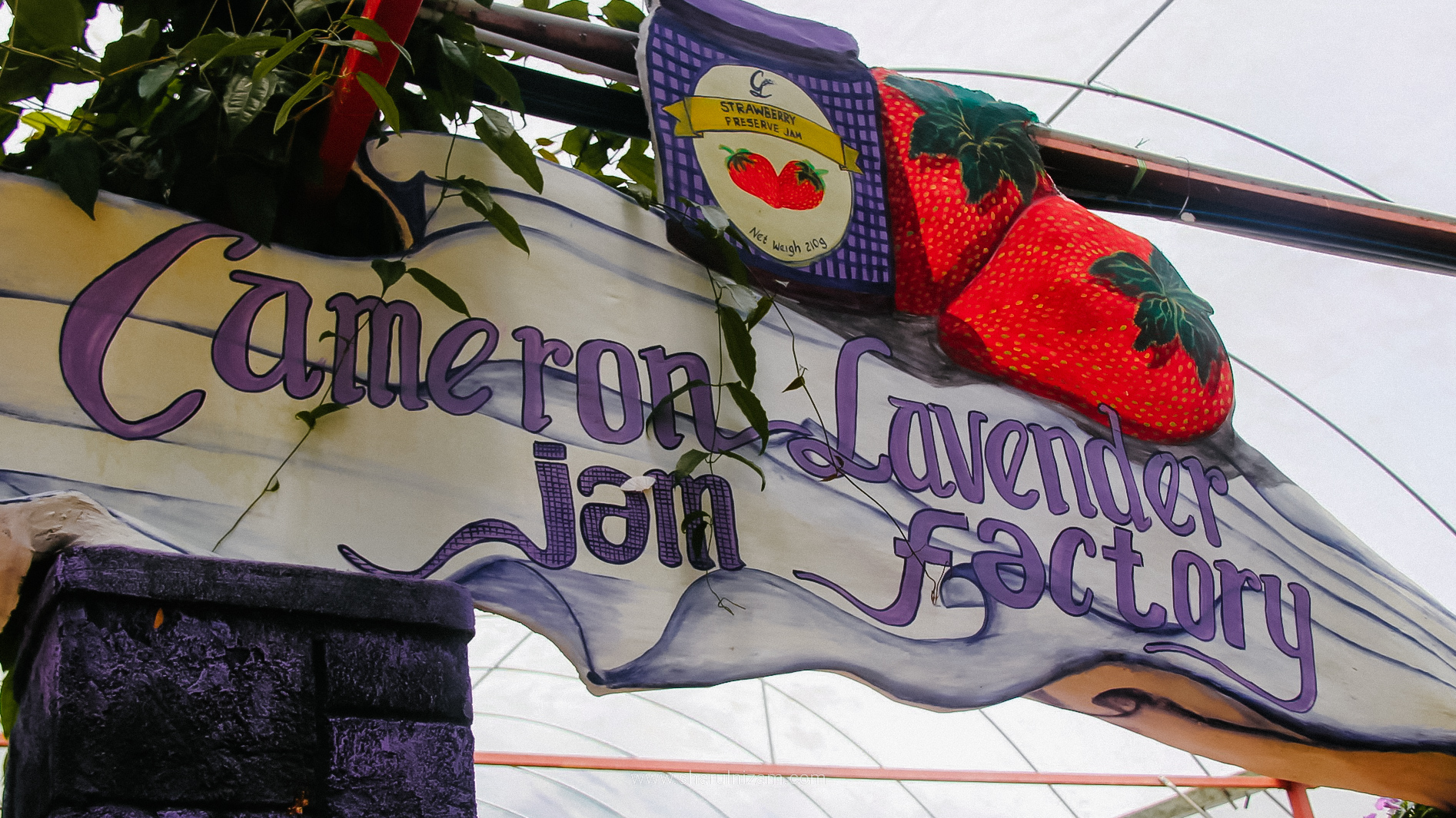 Cameron Lavender Garden, Cameron Highland