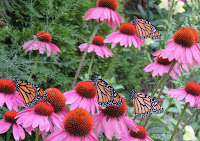 Nectar-rich Purple coneflower for Monarch butterflies - © Denise Motard