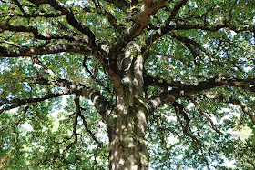 Pic looking up at oak tree trunk, branches and sunlit leaves from underneath