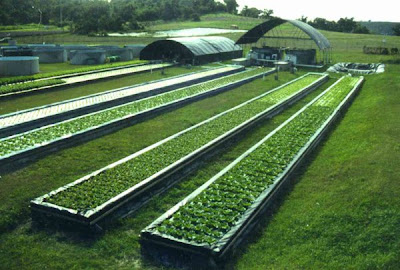 commercial aquaponics