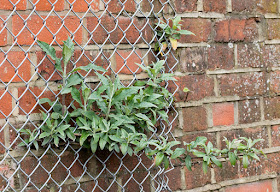 Buddleia or Butterfly Bush, Buddleja davidii.  Railway bridge, Tiepigs Lane, Hayes, 25 April 2016.